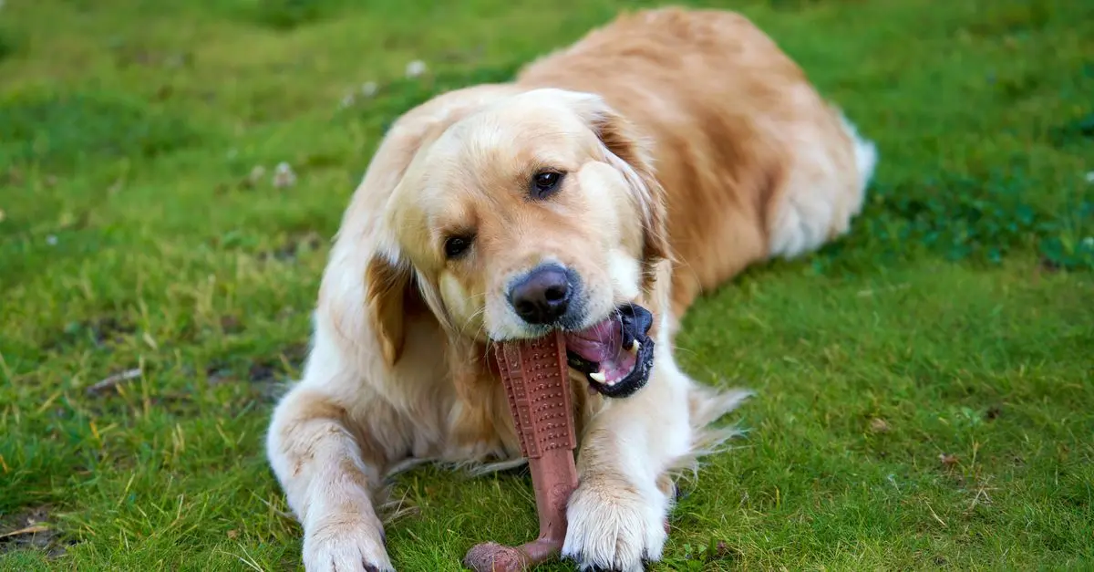 Best Dental Chews for Dogs – Complete Buying Guide