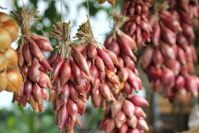 Améliorer le rendement de votre potager